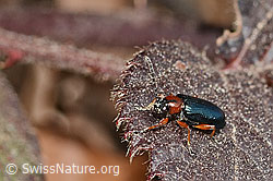 Oulema melanopus (C361082) Oulema melanopus (C361082)