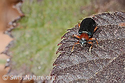 Oulema melanopus (C361085) Oulema melanopus (C361085)