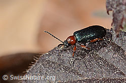 Oulema melanopus (C361090) Oulema melanopus (C361090)