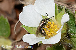 Lasioglossum morio on Potentilla sterilis (C361096) Lasioglossum morio on Potentilla sterilis (C361096)