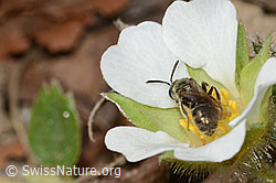 Lasioglossum morio on Potentilla sterilis (C361098) Lasioglossum morio on Potentilla sterilis (C361098)