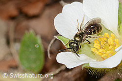 Lasioglossum morio on Veronica officinalis