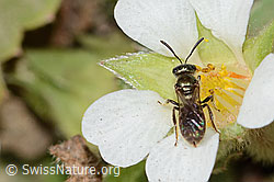 Lasioglossum morio on Potentilla sterilis (C361104) Lasioglossum morio on Potentilla sterilis (C361104)