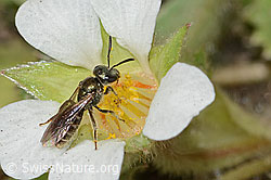 Lasioglossum morio on Potentilla sterilis (C361105) Lasioglossum morio on Potentilla sterilis (C361105)