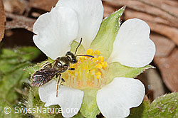 Lasioglossum morio on Potentilla sterilis (C361114) Lasioglossum morio on Potentilla sterilis (C361114)