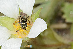Lasioglossum morio on Potentilla sterilis) (C361119) Lasioglossum morio on Potentilla sterilis) (C361119)