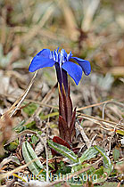 Gentiana verna (C361216)