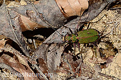 Cicindela campestris (C361237)