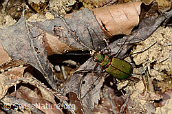 Cicindela campestris (C361238)