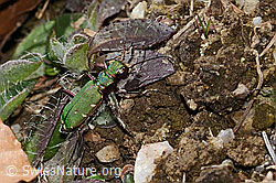 Cicindela campestris (C361243)
