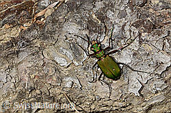 Cicindela campestris (C361244)