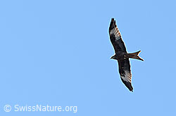 Milvus milvus (13.03.2026, C361250) Milvus milvus (13.03.2026, C361250)