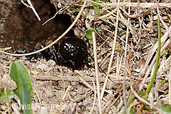 Gryllus campestris (C361254) Gryllus campestris (C361254)