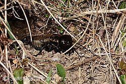 Gryllus campestris (C361257) Gryllus campestris (C361257)