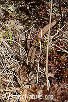 Zootoca vivipara (C361263) Zootoca vivipara (C361263)