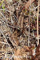 Zootoca vivipara (C361265) Zootoca vivipara (C361265)