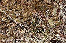 Zootoca vivipara (C361271) Zootoca vivipara (C361271)