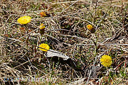 Tussilago farfara (13.03.2026, C361298) Tussilago farfara (13.03.2026, C361298)