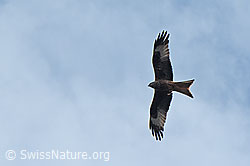 C361500: Rotmilan (Milvus milvus)