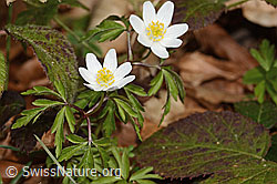 C361524: Buschwindröschen (Anemone nemorosa)