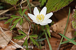 C361525: Buschwindröschen (Anemone nemorosa)
