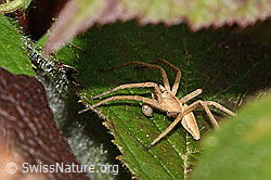 Pisaura mirabilis (C361561) Pisaura mirabilis (C361561)