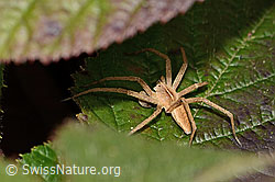 Pisaura mirabilis (C361563) Pisaura mirabilis (C361563)