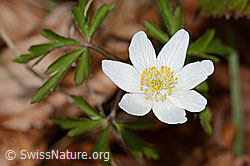 C361564: Buschwindröschen (Anemone nemorosa)