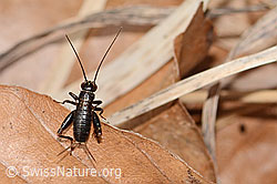 Nemobius sylvestris (C361588) Nemobius sylvestris (C361588)