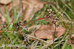 C361605: Feld-Hainsimse (Luzula campestris)