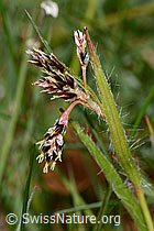 C361608: Feld-Hainsimse (Luzula campestris)