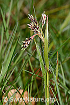 C361609: Feld-Hainsimse (Luzula campestris)