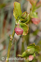 Vaccinium myrtillus (C361625) Vaccinium myrtillus (C361625)