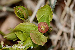 Vaccinium myrtillus (C361637) Vaccinium myrtillus (C361637)