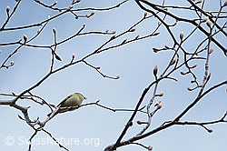 Phylloscopus collybita (C361647) Phylloscopus collybita (C361647)