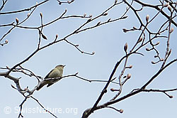 Phylloscopus collybita (C361648) Phylloscopus collybita (C361648)