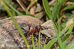 Formica rufa (C361659)