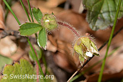 C362026: Erdbeer-Fingerkraut (Potentilla sterilis)