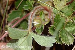 C362028: Erdbeer-Fingerkraut (Potentilla sterilis)