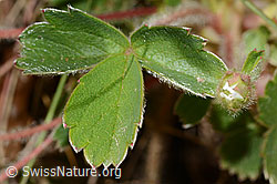 C362030: Erdbeer-Fingerkraut (Potentilla sterilis)