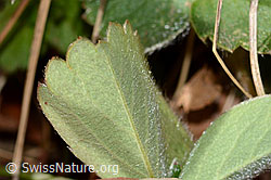 C362031: Erdbeer-Fingerkraut (Potentilla sterilis)