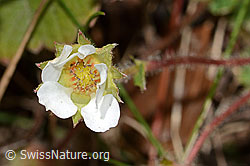 C362035: Erdbeer-Fingerkraut (Potentilla sterilis)