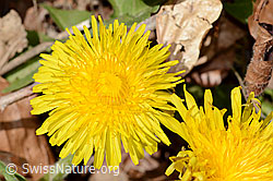 Taraxacum officinale (C362052) Taraxacum officinale (C362052)