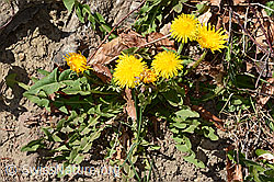 Taraxacum officinale. (04.04.2026, C362053) Taraxacum officinale. (04.04.2026, C362053)