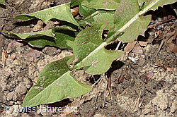 Taraxacum officinale (C362057) Taraxacum officinale (C362057)
