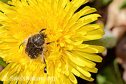 Tropinota hirta on Taraxacum officinale (C362120) Tropinota hirta on Taraxacum officinale (C362120)