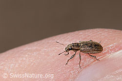 Sitona lineatus (C362128) Sitona lineatus (C362128)