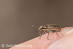 Sitona lineatus (04.04.2026, C362129) Sitona lineatus (04.04.2026, C362129)