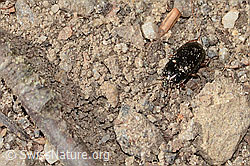 Amara familiaris (C362145) Amara familiaris (C362145)