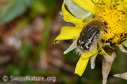 Zottiger Rosenkäfer (Tropinota hirta) auf Gewöhnlichem Löwenzahn (Taraxacum officinale) (C362181) Zottiger Rosenkäfer (Tropinota hirta) auf Gewöhnlichem Löwenzahn (Taraxacum officinale) (C362181)